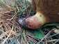 Rózsástövű fenyőtinóru (Suillus collinitus), Szigetmonostor